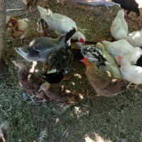 مرغ خروس بو قلمون اوردک غاز