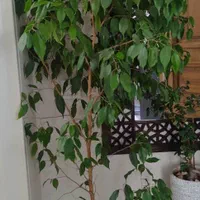گل آپارتمانی|گل و گیاه طبیعی|تهران, فدک|دیوار