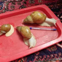 فروش حلزون|خزنده|شیراز, فضل‌آباد|دیوار