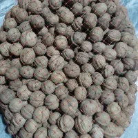 گردو|خوردنی و آشامیدنی|تهران, جیحون|دیوار