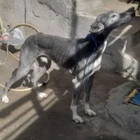 تازی شکاری جوان