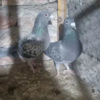 دوجفت مگس