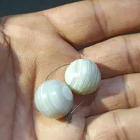 مهره سلیمانی اصل
