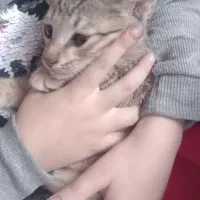 گربه خانگی