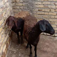 ۲عدد میش|حیوانات مزرعه|سجاس رود, |دیوار