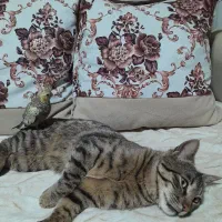 عروس هلندی|پرنده|بومهن, |دیوار