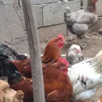 خروس محلی بالغ