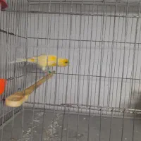 قناری|پرنده|سیرجان, |دیوار