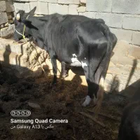 گاو وگستر ابستن|حیوانات مزرعه|سیب و سوران, |دیوار