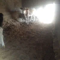 فروش دو عدد گوساله ماده  وداماد تازه تلقیح|حیوانات مزرعه|بیرجند, |دیوار