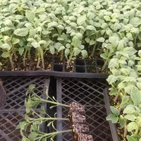 (نشاء گوجه بادمجان)|خدمات باغبانی و درختکاری|جیرفت, |دیوار