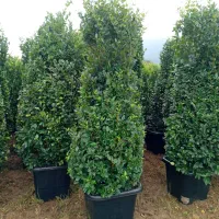 یاس هلندی سایز غول