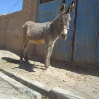 الاغ نر