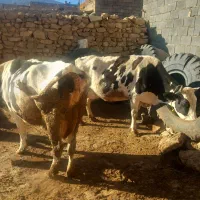 گاو|حیوانات مزرعه|بجنورد, |دیوار