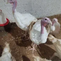 فروش بوقلمون بیوتی