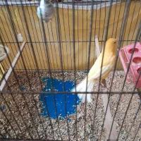 قناری سرخ ماده|پرنده|اصفهان, جاوان|دیوار