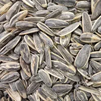 تخمه خارجی درجه 2