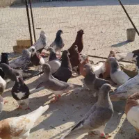 کبوتر|پرنده|شیراز, کفترک|دیوار