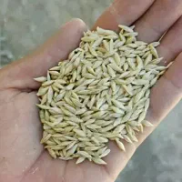 جو بوجار شده سهند بذری