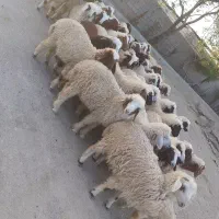 بره