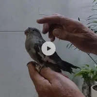 یک جفت عروس هلندی