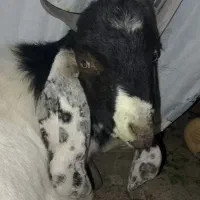 گوسفند کاموری|حیوانات مزرعه|ایرانشهر, |دیوار