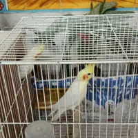 جفت عروس هلندی با قفس|پرنده|تربت جام, شهرک معلم|دیوار