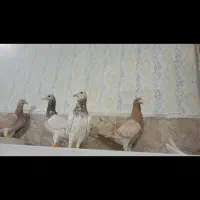 ۵تا کبوتر ماده  مامی