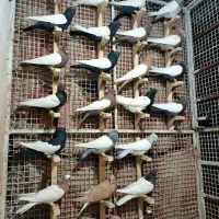 دسته.رنگی.سینه دم سفید طوقی کله|پرنده|مرودشت, تخت جمشید|دیوار