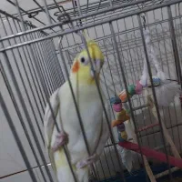 فروش عروس هلندی|پرنده|آباده, |دیوار