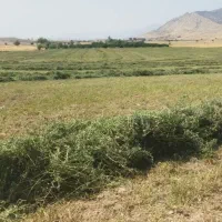 یونجه کلاچو