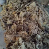 پشم گوسفندی تمیز وعالی|حیوانات مزرعه|خورموج, |دیوار