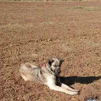 سگ گله جنوری به شرط