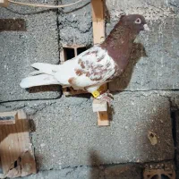 کبوتر رنگی بوم|پرنده|مشهد, چهاربرج|دیوار