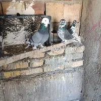 کبوتر|پرنده|زنجان, |دیوار