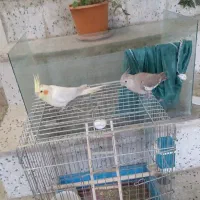 عروس هلندی