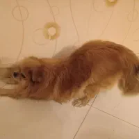 پامرین|سگ|ری, حمزهآباد|دیوار