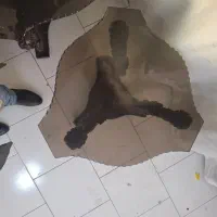 میز و عسلی چوبی|مبلمان خانگی و میز عسلی|تهران, بنی‌هاشم|دیوار