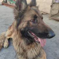 ژرمن شولاین|سگ|ورامین, خیر آباد|دیوار