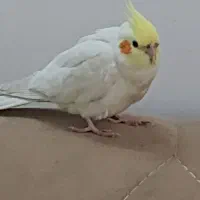 پرنده گمشده