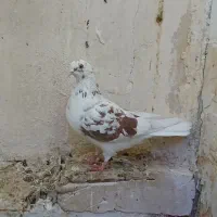 ۶ عدد کفتر