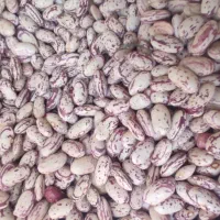 لوبیا چیتی