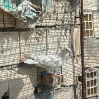 کبوتر