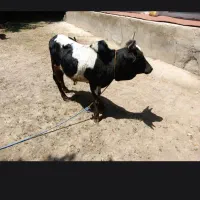 ورزا کوله