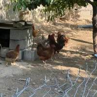 مرغ تخم گذار