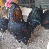 مرغ تخمگذار