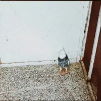 کبوتر|پرنده|مرودشت, محمد آباد|دیوار