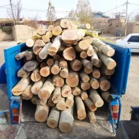 خرید چوب و درخت