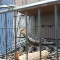 جفت عروس هلندی