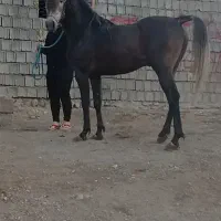 کره نریون 3به4نوه کامران قدیری